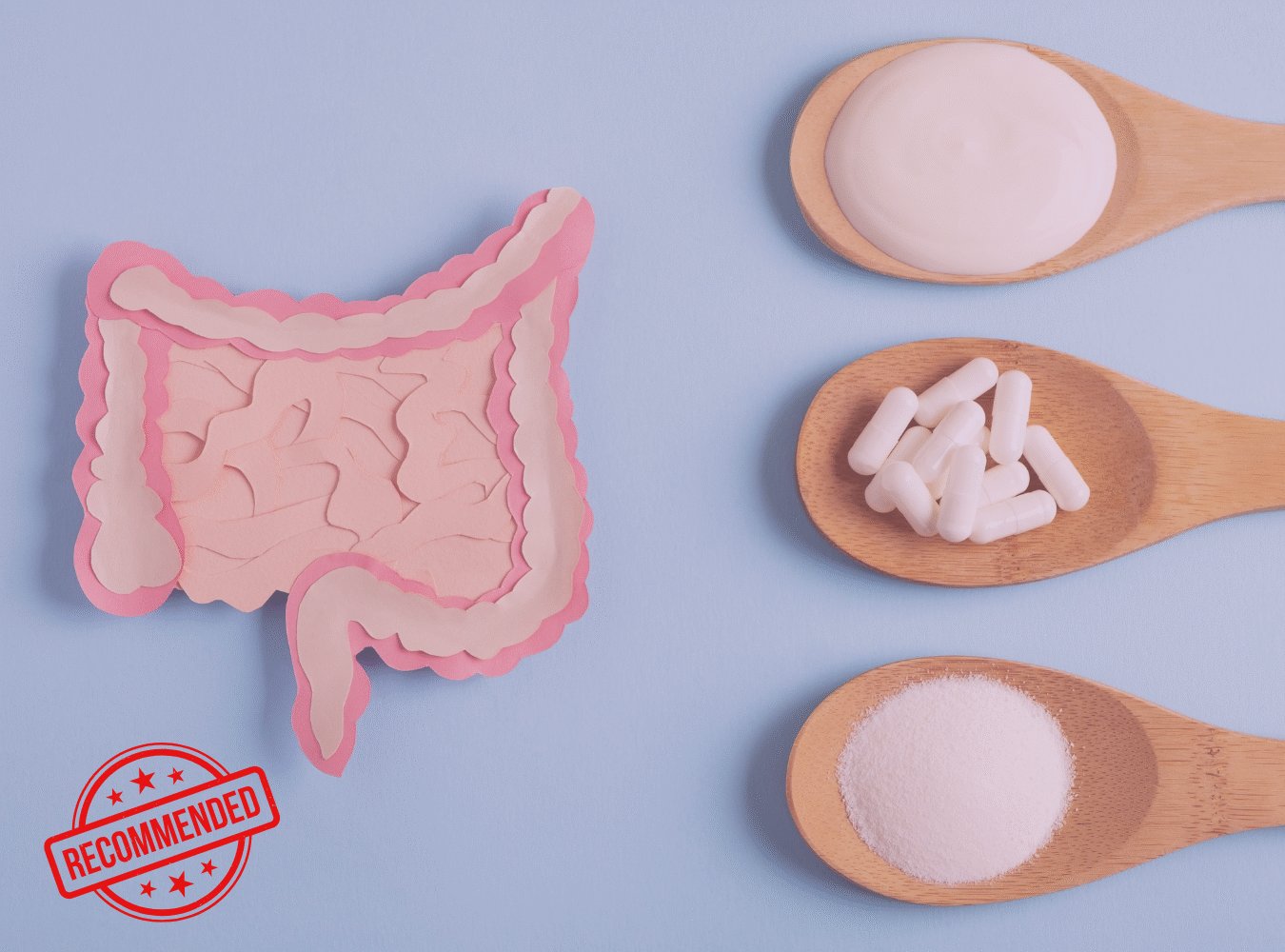 Healthcare professional recommended gut health supplements image of a gut and spoonfuls of supplements